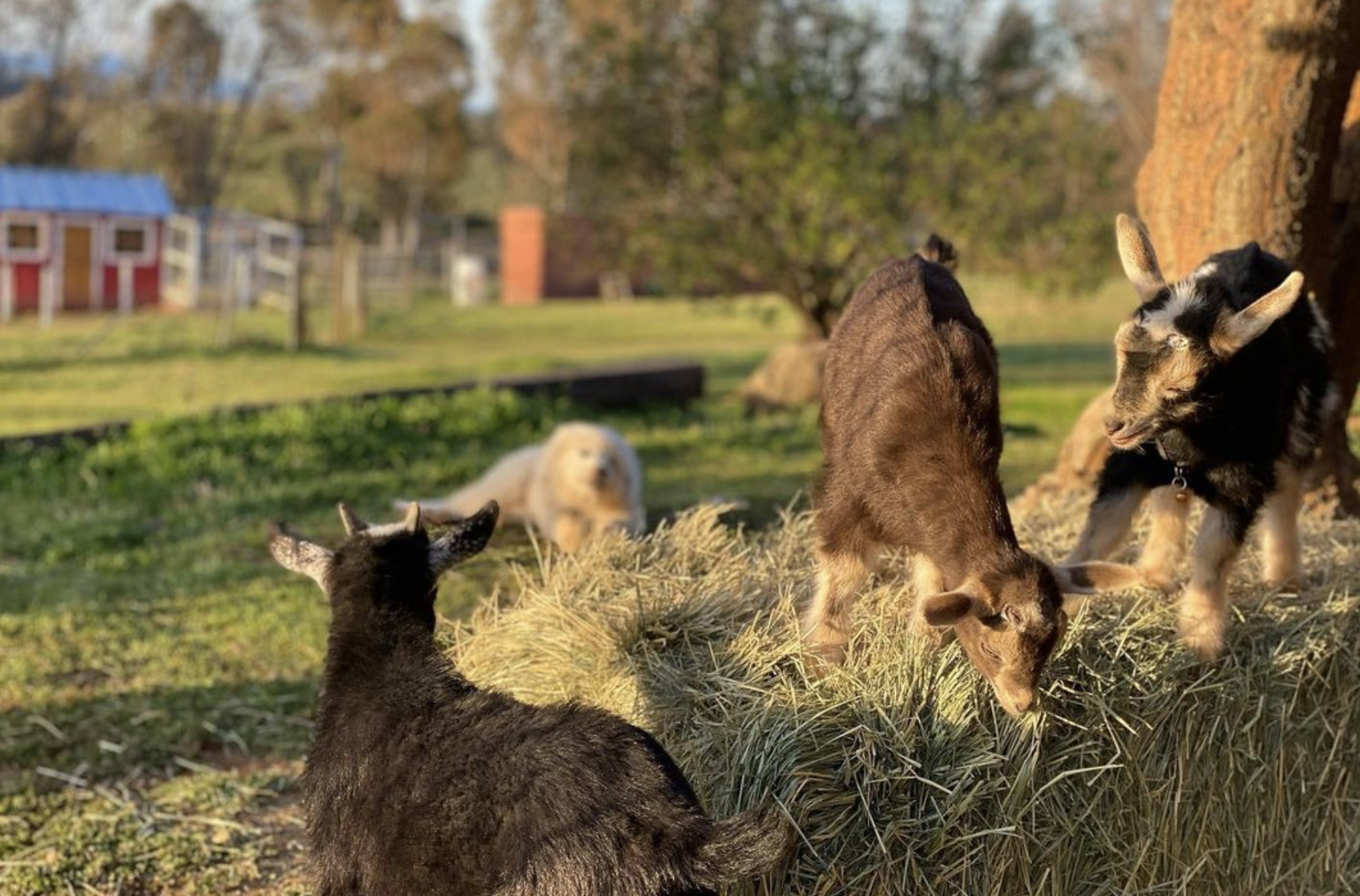 goats on hay